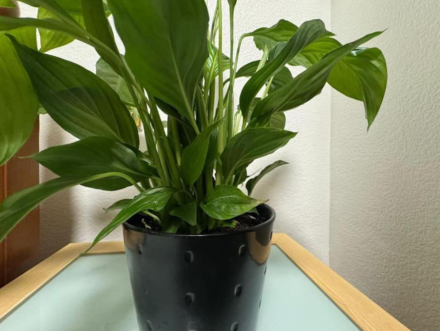 Tks Modern 1bed Flat, Apartment London